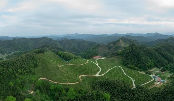 跨越山海的茶香 理想华莱以黑茶为帆驶向世界舞台(图3)