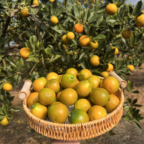 广西融安：小果子撑起大产业地标赋能共富路