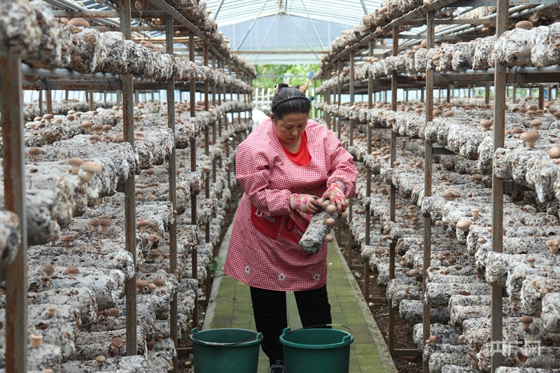 产业振兴·园区先行小菌菇撬动大产业