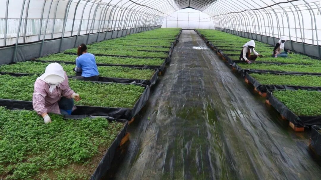 千年药乡焕新颜 岷县道地药材引领全产业链高质量发展