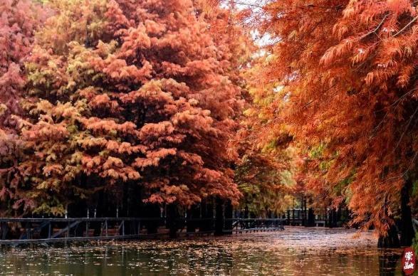 打卡点不断上新、玩法持续升级、活动火爆出圈这几年崇明文旅处处“红”(图5)