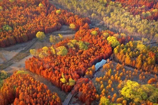 打卡点不断上新、玩法持续升级、活动火爆出圈这几年崇明文旅处处“红”(图3)