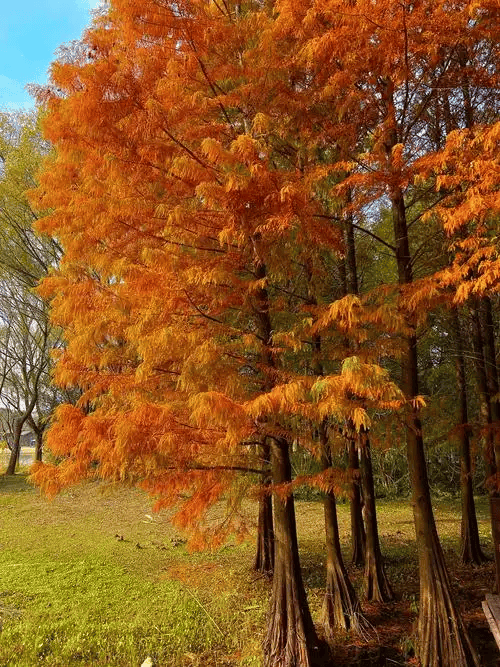 浅隐林泉 (浅隐林泉) 售楼处-2025年最新动态丨楼盘简介-户型配套-营销中心(图6)