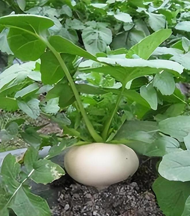 亩产高达7000斤！常被误认作萝卜曾经的救命粮如今成出口名蔬