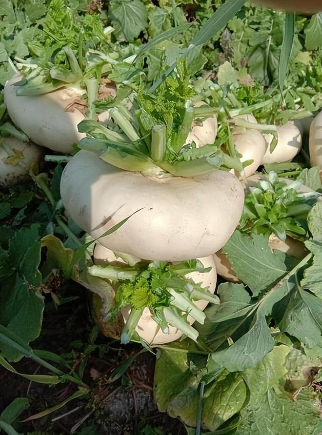 亩产高达7000斤！常被误认作萝卜曾经的救命粮如今成出口名蔬(图7)