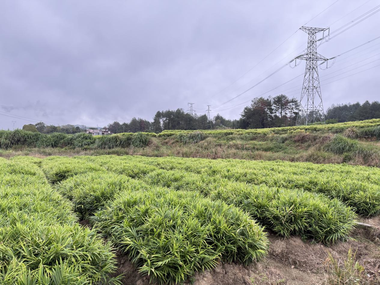 红土生金！姜香飘山海汝城小黄姜从红壤故土走向海外市场 —— 邮储银行郴州市分行激活特色农业全产业链(图1)
