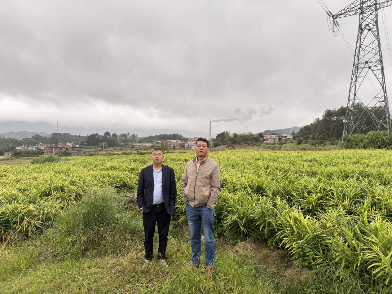 红土生金！姜香飘山海汝城小黄姜从红壤故土走向海外市场 —— 邮储银行郴州市分行激活特色农业全产业链(图2)