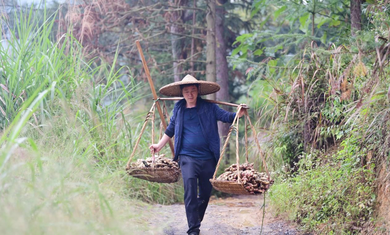 红土生金！姜香飘山海汝城小黄姜从红壤故土走向海外市场 —— 邮储银行郴州市分行激活特色农业全产业链(图3)