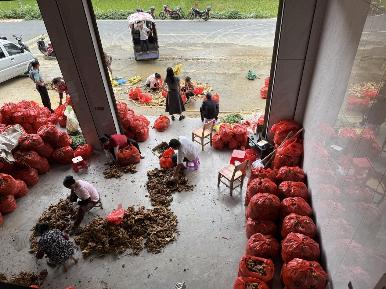 红土生金！姜香飘山海汝城小黄姜从红壤故土走向海外市场 —— 邮储银行郴州市分行激活特色农业全产业链(图4)