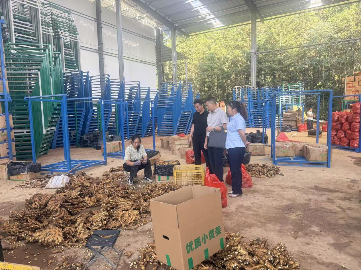 红土生金！姜香飘山海汝城小黄姜从红壤故土走向海外市场 —— 邮储银行郴州市分行激活特色农业全产业链(图5)