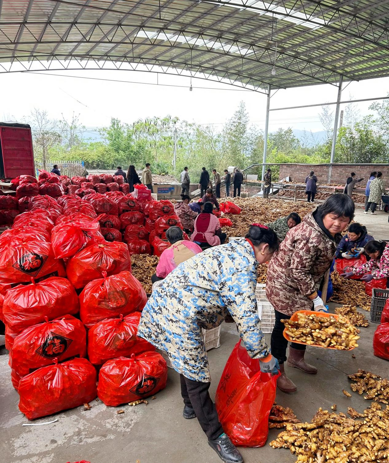 红土生金！姜香飘山海汝城小黄姜从红壤故土走向海外市场 —— 邮储银行郴州市分行激活特色农业全产业链(图6)
